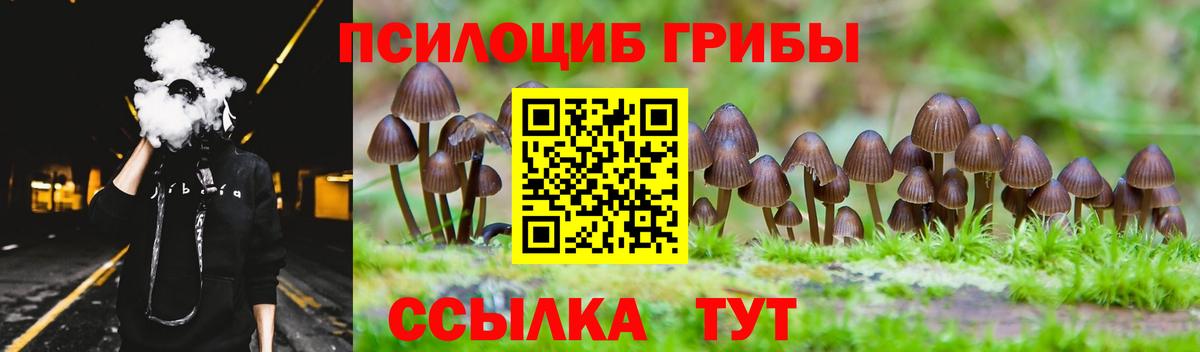Прохладный  Псилоцибиновые грибы Psilocybine cubensis  Вход с VPN 